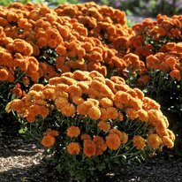 Organce chrysanthemums with a cushion growth habit