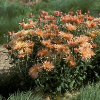 Peach chrysanthemums with an upright growth habit