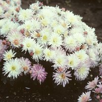 white chrysanthemums with a wave growth habit
