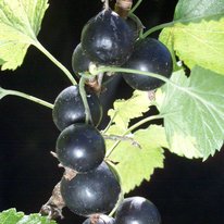 Ben Chaska currants. Berries are black in color.