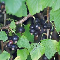 Ben Como currants. Berries are black in color