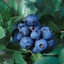 Chippewa blueberries 