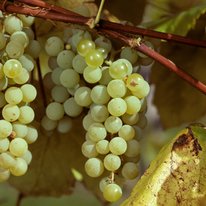 Edelweiss grapes on a vine. Grapes are dusty light green in color.