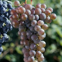 Frontenac gris grapes on a vine. Grapes are dusty purple in color.