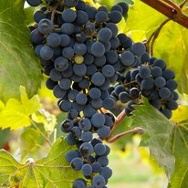 Frontenac noir grapes on a vine. Grapes are deep purple in color.