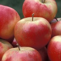 Honeycrisp apples