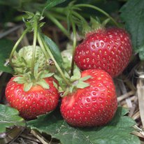 Itasca strawberries