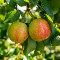Two Juicy Jewel pears hanging from a tree branch