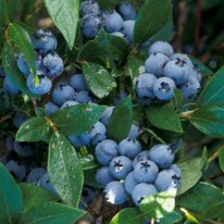 Northcountry blueberries