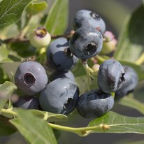 Northsky blueberries