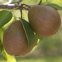 Two Parker pears hanging from a tree branch