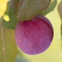 Pipestone plum on a tree