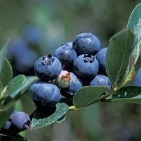 Polaris blueberries