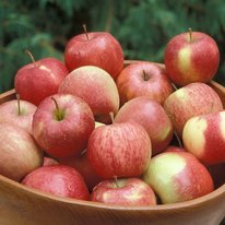 Red Baron apples