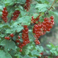 Red Lake currants. Berries are red in color