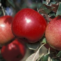 State fair apples
