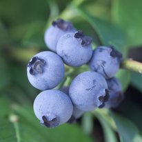 Superior blueberries