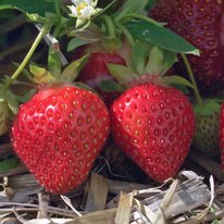 Winona strawberries