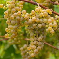 Clarion grapes on a vine. Grapes are dusty light green in color.