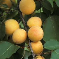 Sungold apricots on a tree