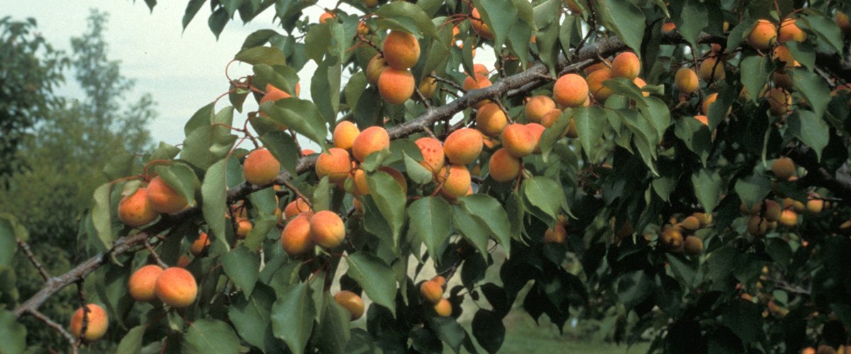 Orange apricots on a tree