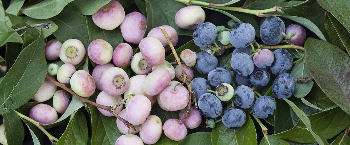Pink popcorn blueberries, which are light pink in color, next to traditional blueberries, which are deep blue