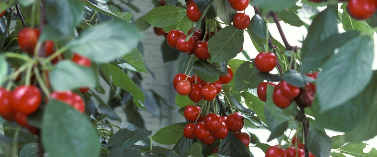 Bright red cherries on a tree