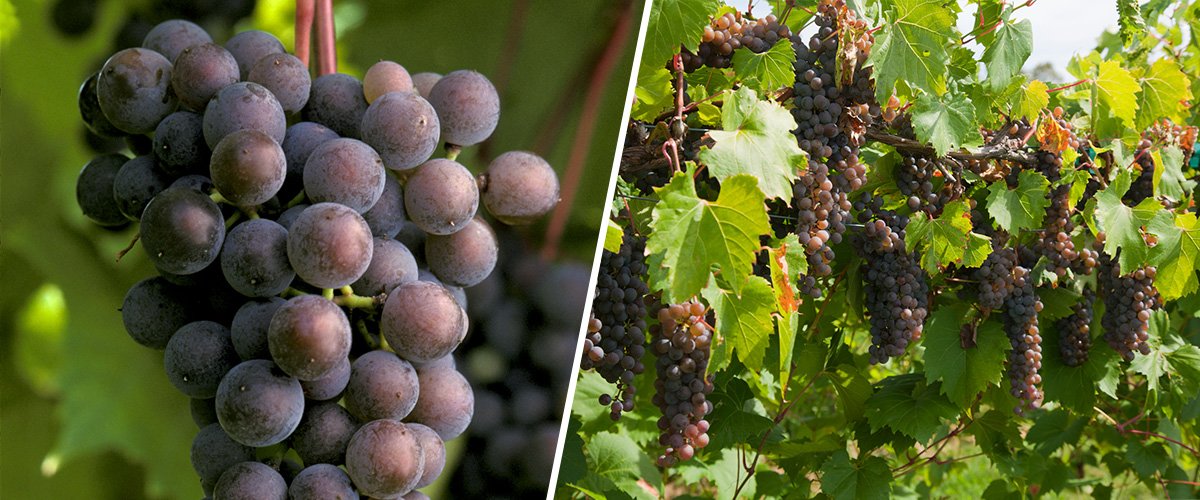Frontenac gris grapes. Grapes are purple-red in color.
