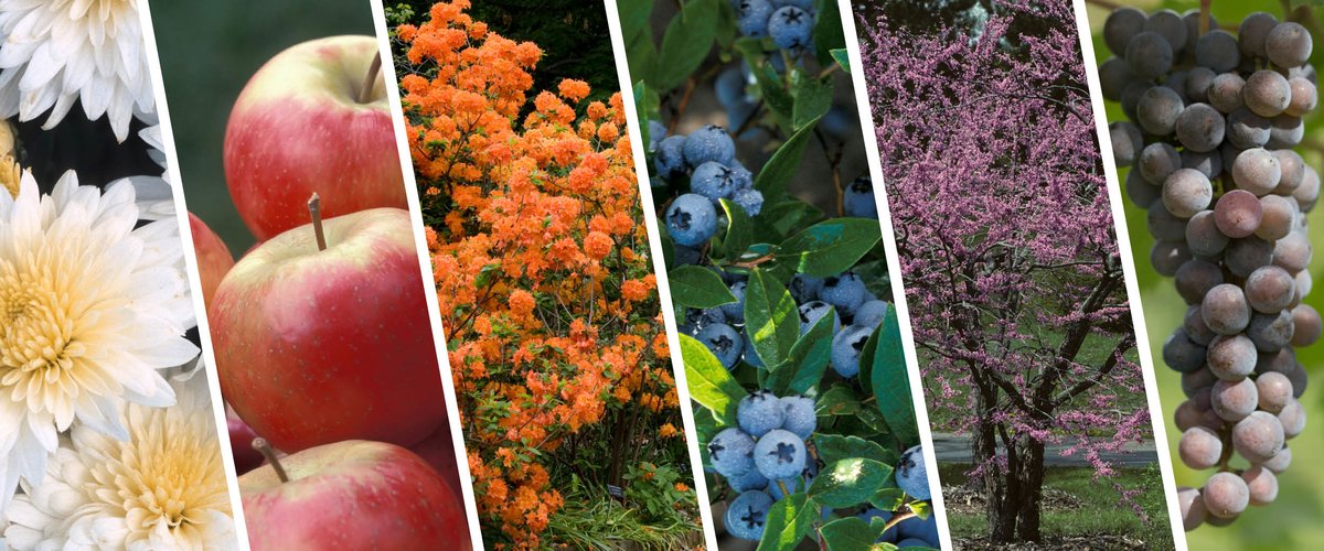 Chrysanthemums, apples, azalea, blueberries, flowering tree, and grapes