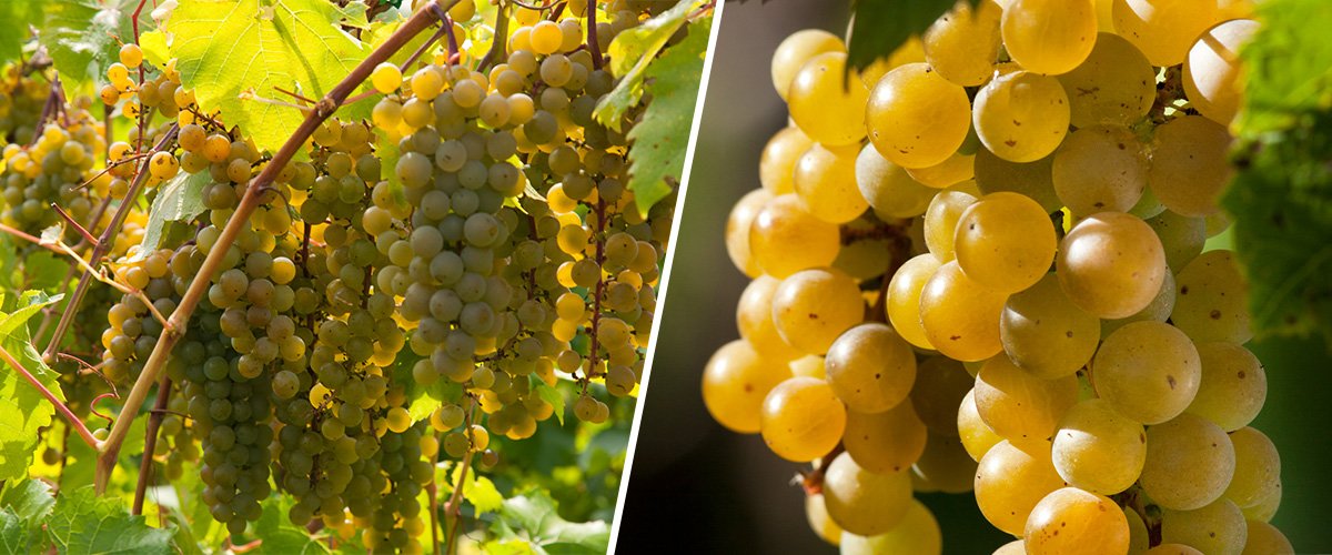 La Crescent grapes. Grapes are yellow-green in color