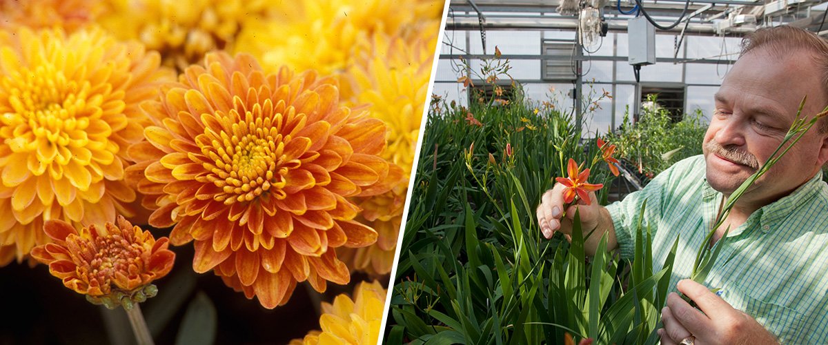 Yellow chrysanthemums and Neil Anderson looking at flowers in a greenhouse