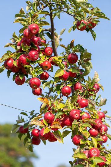 Red apples on a tree branch